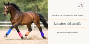Aires del caballo: paso, trote y galope